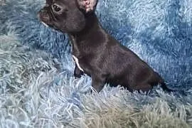 Chihuahua czarny piesek