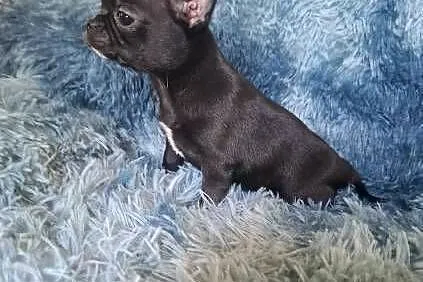 Chihuahua czarny piesek