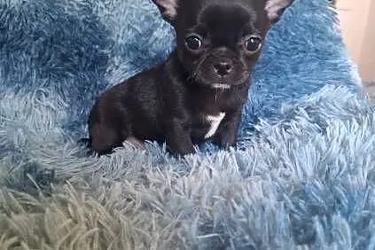 Chihuahua czarny piesek, Lubelskie, Lublin