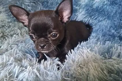 Chihuahua czarny piesek, Lubelskie, Lublin