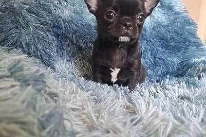 Chihuahua czarny piesek, Lubelskie, Lublin