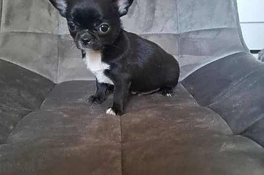 Chihuahua czarny piesek, Lubelskie, Lublin