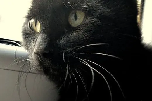 Kitek, kocurek porzucony w drodze na wakacje,  maz