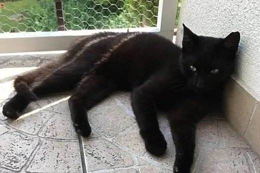 Kitek, kocurek porzucony w drodze na wakacje,  maz