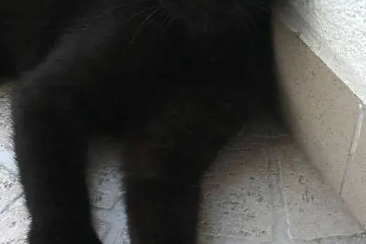 Kitek, kocurek porzucony w drodze na wakacje,  maz