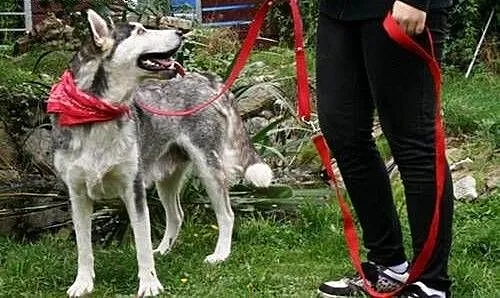 Luna, mix malamuta szuka dobrego domu !, małopols