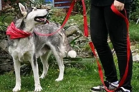 Luna, mix malamuta szuka dobrego domu !,  małopols