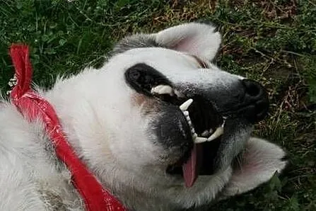 Luna, mix malamuta szuka dobrego domu !,  małopols
