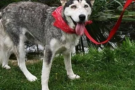 Luna, mix malamuta szuka dobrego domu !,  małopols