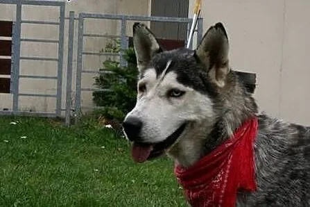 Luna, mix malamuta szuka dobrego domu !,  małopols