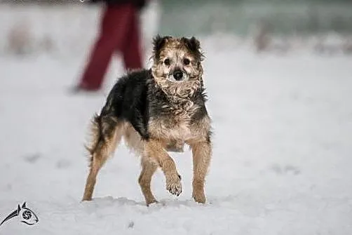 Cudna Wandzia czeka na swojego człowieka,  dolnośl