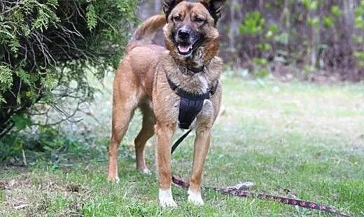 Duster do adopcji, śląskie Gliwice, Śląskie, Gliwice