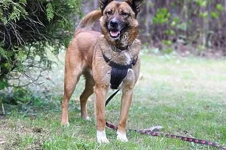 Duster do adopcji, śląskie Gliwice