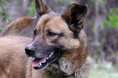 Duster do adopcji,  śląskie Gliwice, Śląskie, Gliwice
