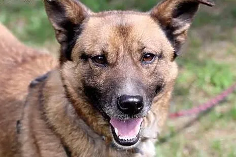 Duster do adopcji,  śląskie Gliwice, Śląskie, Gliwice