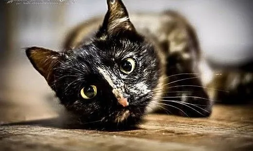 Misouri - 7mies. WYJĄTKOWA kotka do adopcji!, mał