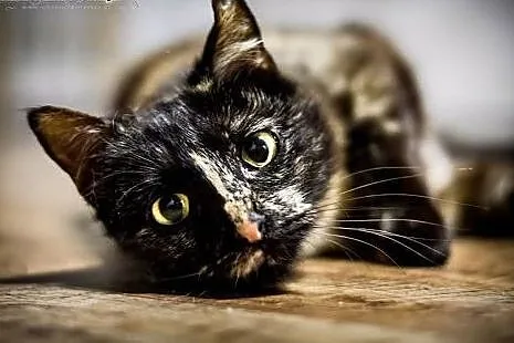 Misouri - 7mies. WYJĄTKOWA kotka do adopcji!, małopolskie Kraków