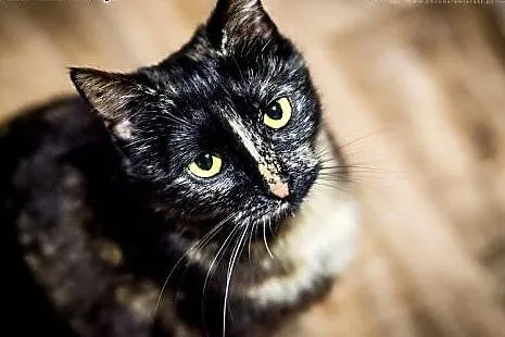 Misouri - 7mies. WYJĄTKOWA kotka do adopcji!,  mał