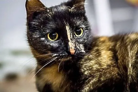 Misouri - 7mies. WYJĄTKOWA kotka do adopcji!,  mał