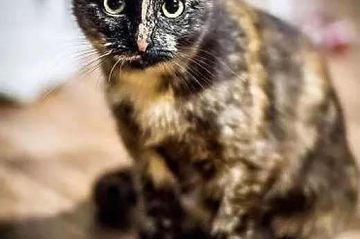 Misouri - 7mies. WYJĄTKOWA kotka do adopcji!,  mał