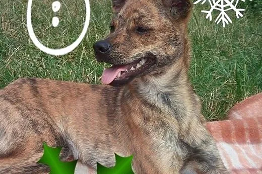 Pela to jeszcze psie dziecko i czeka na wymarzony 