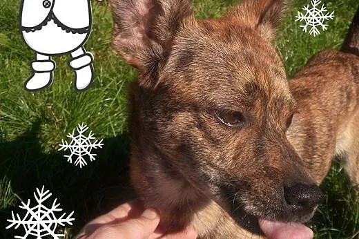 Pela to jeszcze psie dziecko i czeka na wymarzony 