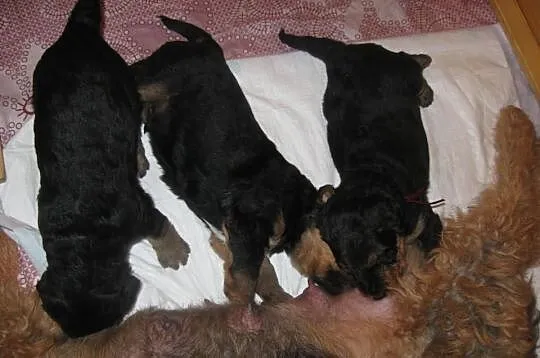 Szczenięta Airedale Terrier z rodowodem ZKwP