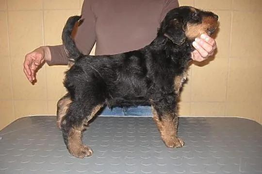 Szczenięta Airedale Terrier z rodowodem ZKwP