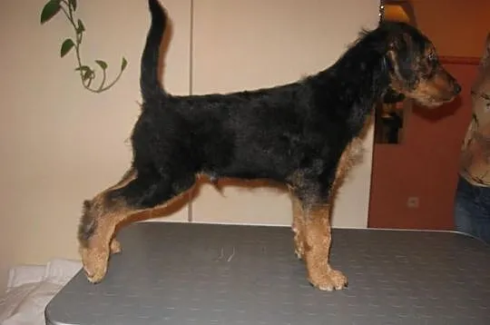 Szczenięta Airedale Terrier z rodowodem ZKwP