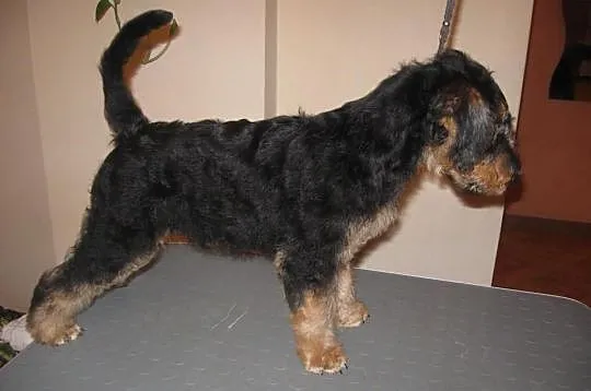 Szczenięta Airedale Terrier z rodowodem ZKwP