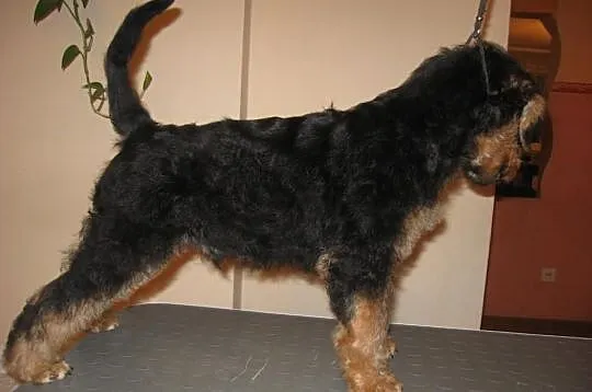 Szczenięta Airedale Terrier z rodowodem ZKwP