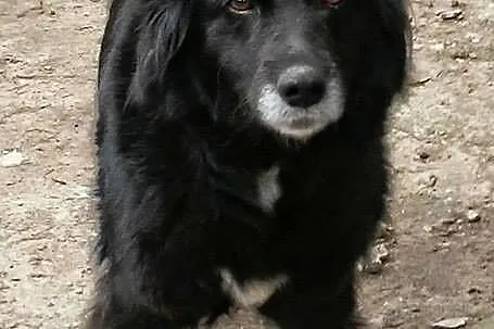 Misia, pies IDEAŁ - bezproblemowa, wychowana i grz