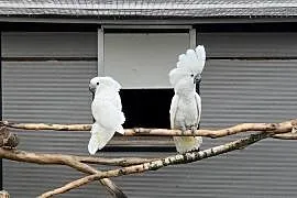 Kakadu alba para hodowlana