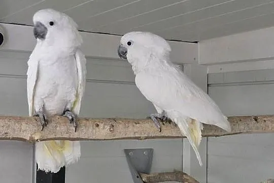 Kakadu alba para hodowlana, Wielkopolskie, Rakoniewice
