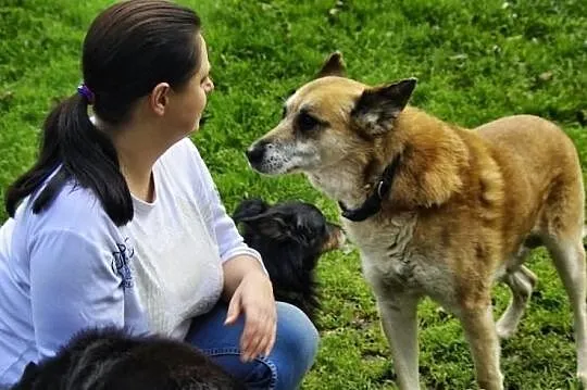 Lisek - mądry, zrównoważony czeka na dom