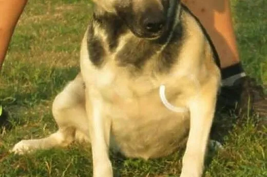 Bezkonfliktowa, delikatna Lucy, zrównoważona sunia