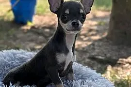 Chihuahua suczka xxs