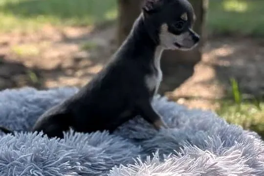 Chihuahua suczka xxs, Świętokrzyskie, Szczaworyż