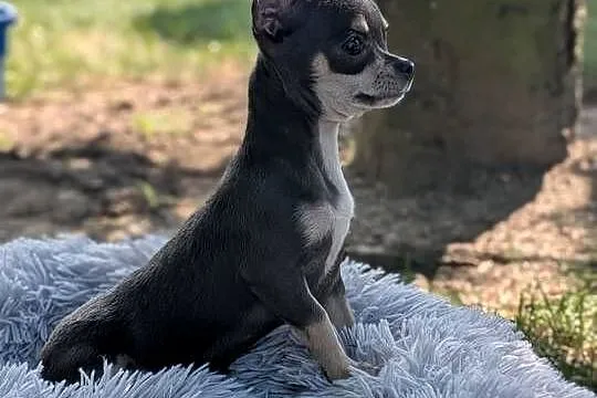 Chihuahua suczka xxs, Świętokrzyskie, Szczaworyż