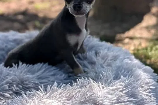 Chihuahua suczka xxs, Świętokrzyskie, Szczaworyż