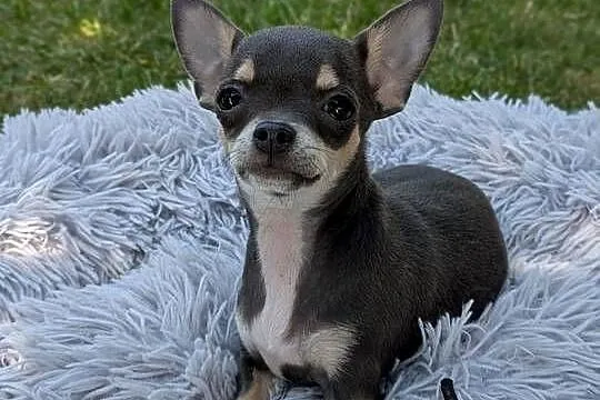 Chihuahua suczka xxs, Świętokrzyskie, Szczaworyż