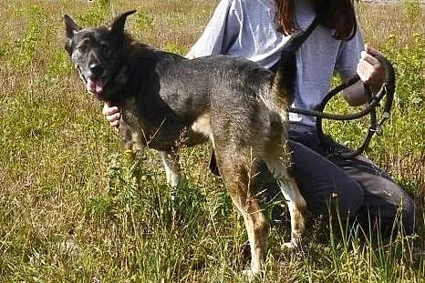 Sonia odratowana od pijaków, czeka na dobry dom,  