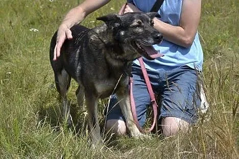 Sonia odratowana od pijaków, czeka na dobry dom,  