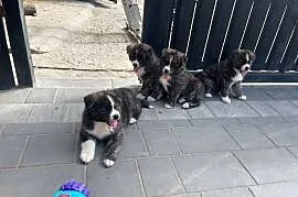Piękne Szczenięta Akita Japońska