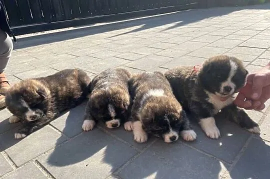Piękne Szczenięta Akita Japońska, Łódzkie, Wola Cyrusowa