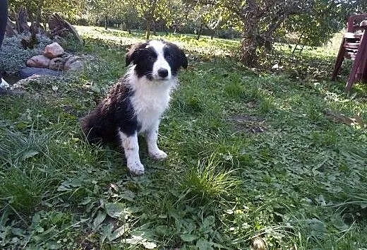 Border Collie, kujawsko-pomorskie Toruń