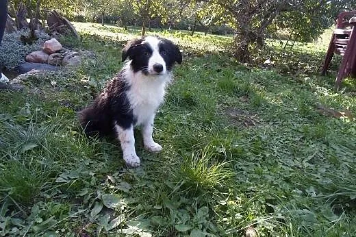 Border Collie,  kujawsko-pomorskie Toruń