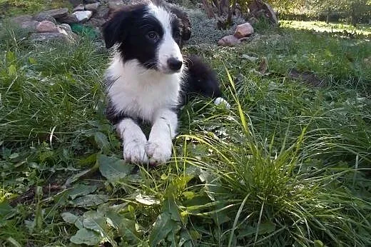 Border Collie,  kujawsko-pomorskie Toruń