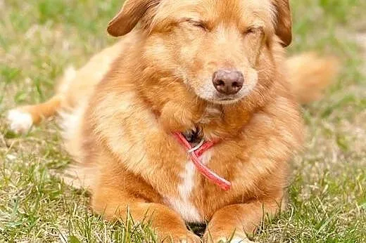 Niezwykly rudzielec PANCZO szuka domku!!,  mazowie