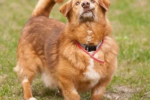 Niezwykly rudzielec PANCZO szuka domku!!,  mazowie